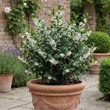 1 Osmanthus Delavayi Plant, Fragrant Evergreen Shrub, Outdoor Garden Ready, 19cm Root Ball