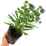 Stokesia Mel's Blue