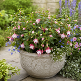 1 Large Plant - Fuchsia Bush Patio Princess, Outdoor Garden Ready, 5L Pot