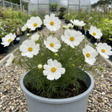 1 Large Plant - Cosmos Apollo White, Ready to Plant in Your Garden, 5L Pot