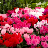 Cyclamen Growers Selection 10.5cm