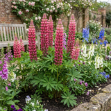 Set of 3 or 6 Lupin Legendary Rose Hardy Perennial Plants, Summer Flowering Cottage Garden Plants, Outdoor Garden Ready, 1 Litre Root-Ball