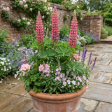 Set of 3 or 6 Lupin Legendary Rose Hardy Perennial Plants, Summer Flowering Cottage Garden Plants, Outdoor Garden Ready, 1 Litre Root-Ball