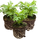 Set of 3 or 6 Large Plants - Argyranthemum Madeira Red, Outdoor Garden Ready