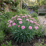 1 Dianthus Shirley Temple Plant, Fragrant Summer Flowering Hardy Perennial, 5L Root-Ball