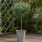 3L Olive Tree Plant, 80-100cm, Mediterranean Nursery Pots