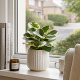 Variegated Radiator Plant, Peperomia Obtusifolia, Easy Care Indoor Houseplant, 12cm Pots