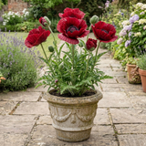1 Oriental Papaver Red Rumble, Hardy Perennial Red Poppy Plant, Summer Flowering, 3L Root Ball