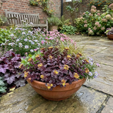 Set of 3 or 6 Sedum Oracle Hardy Perennial Stonecrop Plants, Low Maintenance, Bee Friendly, Drought Tolerant Ground Cover, Outdoor Garden Ready, 11cm Root-Ball