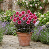 1 Large Plant - Dahlia Dahlegria Pink Flame, Ready to Plant in Your Garden, 3L
