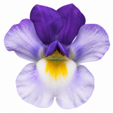1 Large Plant - Nemesia Nuvo Blue Bicolour 180, Outdoor Garden Ready, 2L Pot