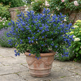 1 Ceanothus Skylark Plant, Hardy Blue Flowering Evergreen Shrub, California Lilac, 3 Litre Root-Ball