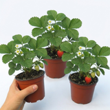 Set of 3 or 6 Large Plants - Strawberry Delizz Variety, Outdoor Garden Ready, 1L