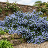 Ceanothus Repens
