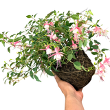 Fuchsia Alice Hoffman