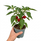 1 Large Plant - Grow Your Own Sweet Pepper Snack Red, Outdoor Garden Ready