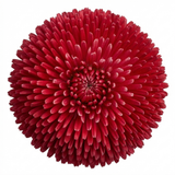 1 Bellis Habanera Red Hardy English Daisy Plant, Outdoor Garden Ready, 2 Litre Root Ball