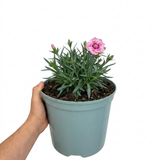 1 Dianthus Shirley Temple Plant, Fragrant Summer Flowering Hardy Perennial, 5L Root-Ball