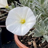 1 Convolvulus Cneorum Silver Bush Plant, Hardy Evergreen White Flowering Shrub, 2L Root-Ball