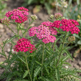 Set of 3 or 6 Achillea Millefolium Cerise Queen Plants, Hardy Pink Yarrow, Summer Flowering Perennial, Outdoor Garden Ready, 1 Litre / 11cm Root-Ball