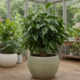 Coffea Arabica Coffee Plant, Indoor Houseplant, 12cm 1 Litre Pots