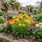 Set of 3 or 6 Coreopsis Early Sunrise Hardy Perennial Plants, Yellow Summer Flowers, Pollinator Friendly, 1 Litre Root Ball