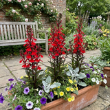 Set of 3 or 6 Lobelia Starship Scarlet Upright Hardy Perennial Plants, Summer Bedding, Garden Ready, 1 Litre Root Ball
