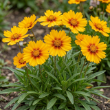 Set of 3 or 6 Coreopsis Uptick Gold Bronze Hardy Perennial Plants, Bee Friendly Summer Flowering, 1 Litre Root Ball