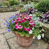 Set of 3 or 6 Garden Ready Plants – Calceolaria Calynopsis ‘Pink Bicolour’, Ready to Plant