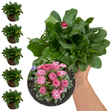 Bellis Habanera Rose