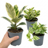 3 Variegated Houseplant Collection, Ficus Tineke, Peperomia & Marble Queen Pothos, 1 Litre Root Ball
