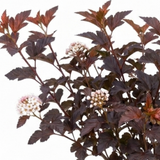 1 Physocarpus Lady in Red Plant, Hardy Bee Friendly Deciduous Garden Shrub, 3 Litre Root Ball