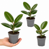 Rubber Plant Ficus Robusta, Indoor Houseplant, 12cm 1 Litre Pots