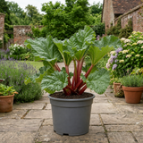 1 Rhubarb Timperley Early Plant, Hardy Perennial Fruit for Garden, Grow Your Own, 2Ltr Root Ball