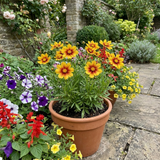 Set of 3 or 6 Coreopsis Uptick Gold Bronze Hardy Perennial Plants, Bee Friendly Summer Flowering, 1 Litre Root Ball