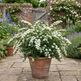 1 Spiraea Snowmound Plant, Outdoor White Flowering Hardy Compact Shrub, Bee Friendly, 2 Litre Root-Ball