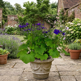 1 Senetti Kobalt Blue Flowering Plant, Large Summer Bedding, Outdoor Garden Ready, 6.5L Root-Ball