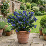 1 Ceanothus Concha Plant, Hardy Evergreen Blue Flowering Shrub, California Lilac, 3 Litre Root-Ball