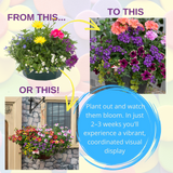 7 Colour Coordinated Plants - Berry Swirl Theme Speedplanter, Garden Ready