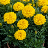 1 Large Plant - Marigold Durango Yellow, Ready to Plant in Your Garden, 2L Pot