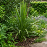 3 Cordyline Australis Plants, Hardy Evergreen, 9cm Pots