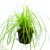 Carex Everillo