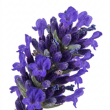1 Large Plant - Lavender Hidcote Dark Blue, Outdoor Garden Ready, 2L Pot