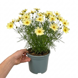 1 Coreopsis Solar Moon Perennial Plant, Hardy Yellow Tickseed Flower, 3 Litre Root Ball