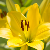 Set of 3 or 6 Large Garden Lily Plants - Asiatic Lily Yellow, Ready to Plant in Your Garden