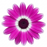 1 Senetti Magenta Bicolour Pericallis Plant, Vibrant Summer Bedding Flowers, 17cm Root-Ball