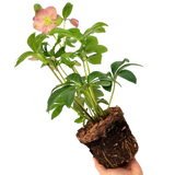 Hellebore Rosemary