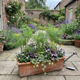 Set of 3 or 6 Fresh Fennel Herb Plants, Hardy Perennial Kitchen Garden Herbs, Outdoor Ready, 1 Litre Root Ball