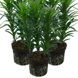 Set of 3 or 6 Large Garden Lily Plants - Asiatic Lily Yellow, Ready to Plant in Your Garden