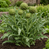 1 Green Globe Artichoke Live Plant, Hardy Perennial Vegetable, Outdoor Garden Ready, 2Ltr Root Ball